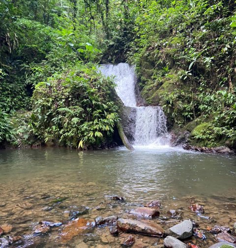 Región Forestal Biósfera del Río Plátano ICF