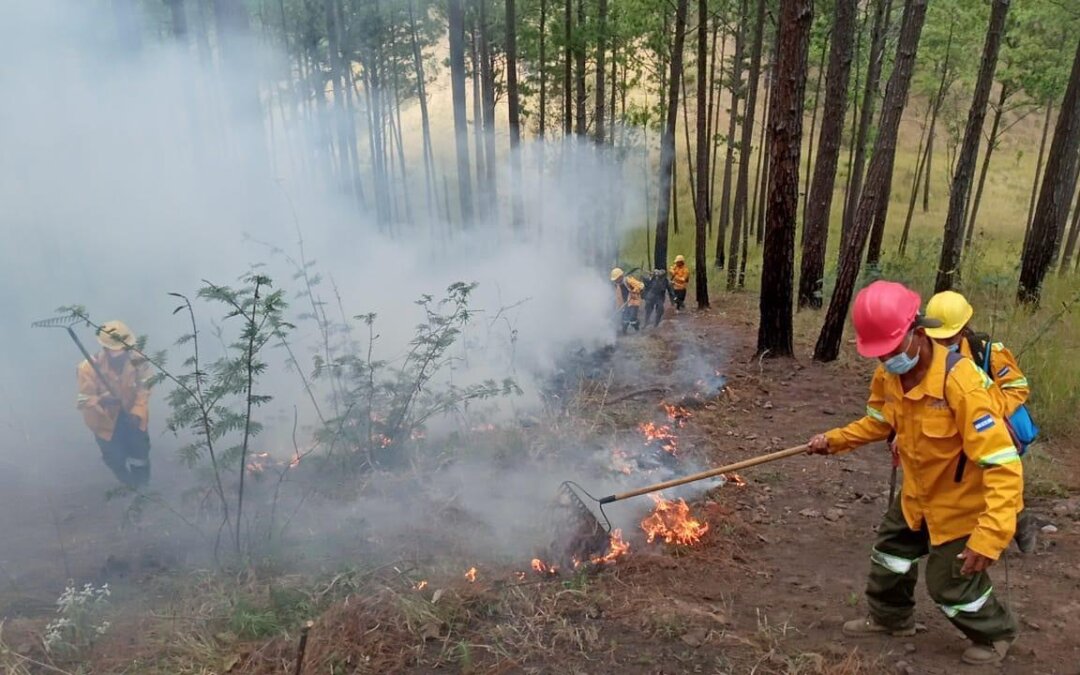 Acciones de combate y prevención de incendios forestales del CONAPROFOR reducen en un 68 por ciento