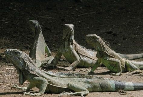 Operativos para rescatar iguanas verdes
