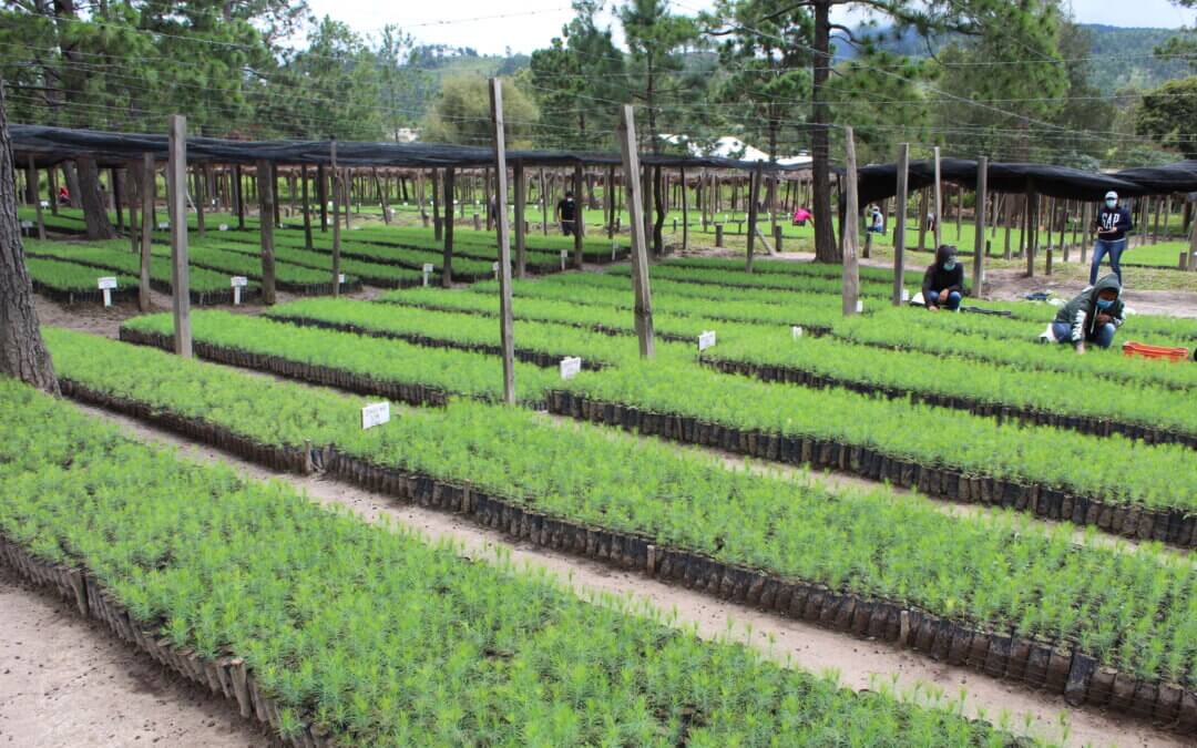 En cumplimiento al mandato de la presidenta Xiomara Castro se han restaurado más de 18,000 hectáreas a nivel nacional