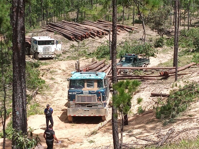Importante decomiso de aprovechamiento ilegal de madera se realizó en Guaimaca